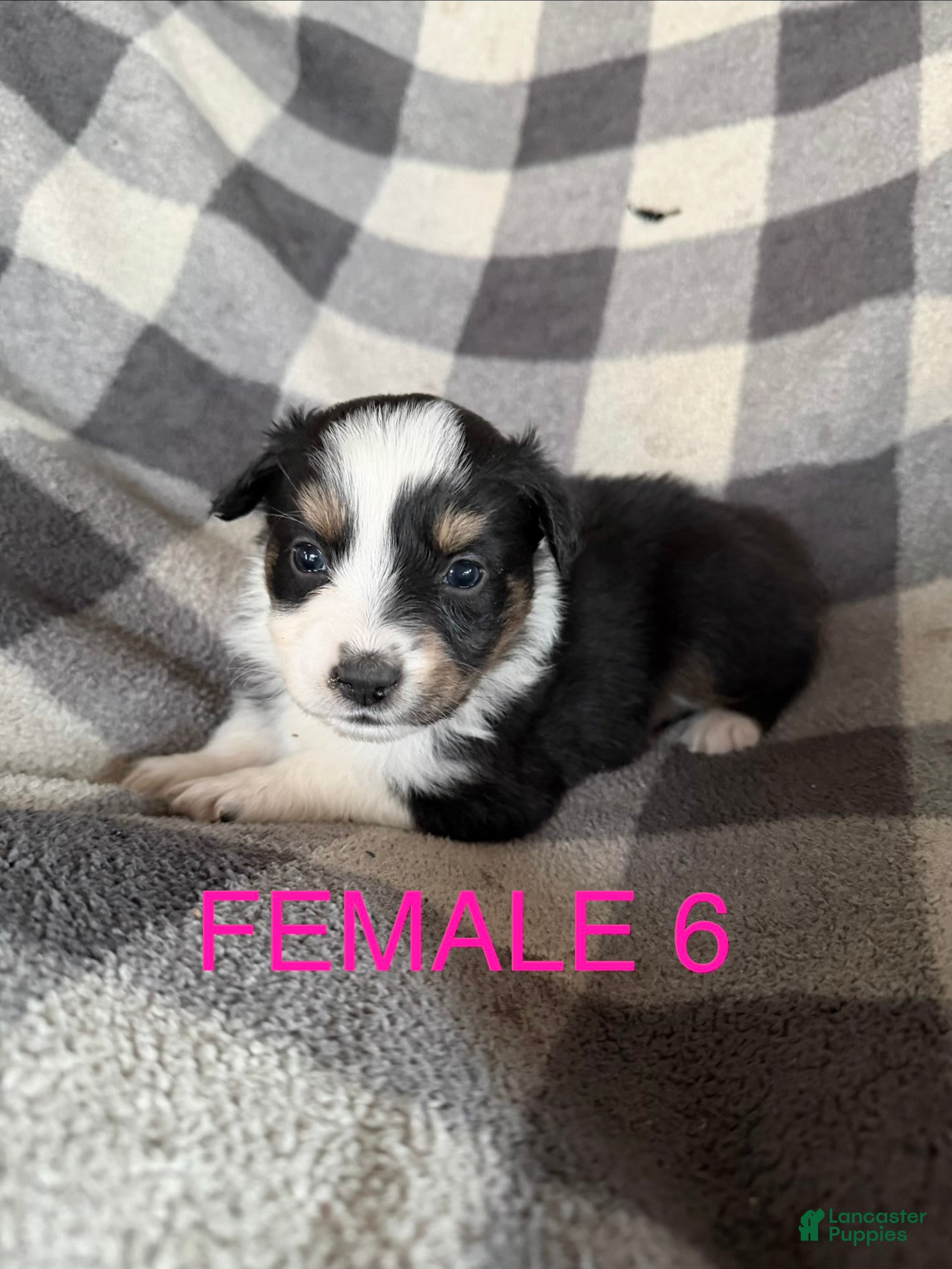 Australian Shepherd dogs Daisy - Female 6 - Ad 16