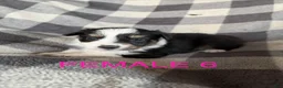 Australian Shepherd dogs for sale: Daisy - Female 6 - Ad 1