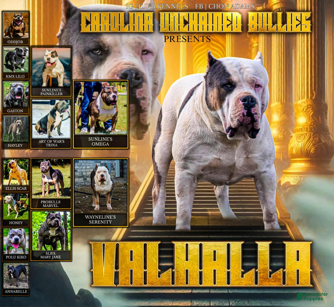 American Bully dogs for sale: American Bully Puppy 3 - Ad 9