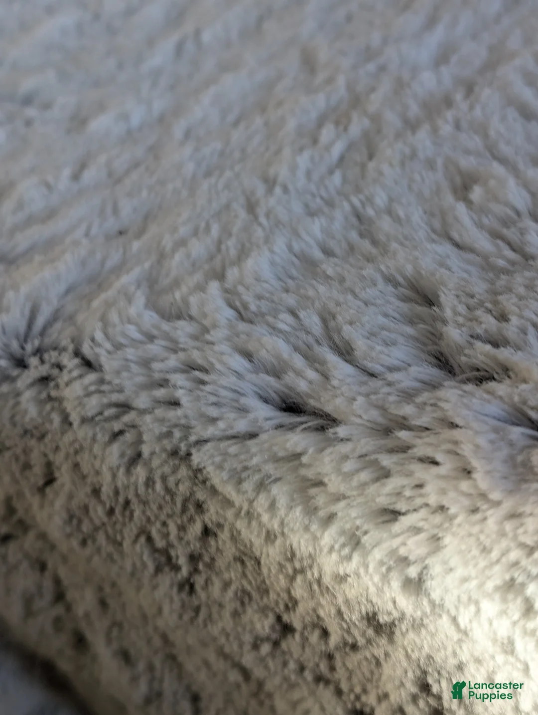 Mini Bernedoodle dogs for sale: Mini Nemo  - Ad 21