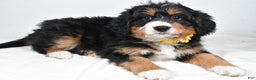 Mini Bernedoodle dogs for sale: Alice - Ad 8