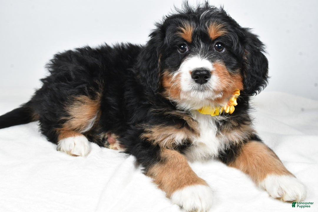 Mini Bernedoodle dogs for sale: Alice - Ad 8
