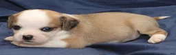 Puggle dogs for sale: Luke - Ad 1