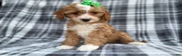 Cavapoo dogs for sale: Mia - Ad 8