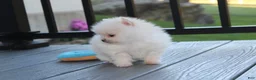 Pomeranian dogs for sale: Mochi - Ad 20