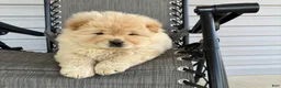 Chow Chow dogs for sale: Hunter - Ad 1
