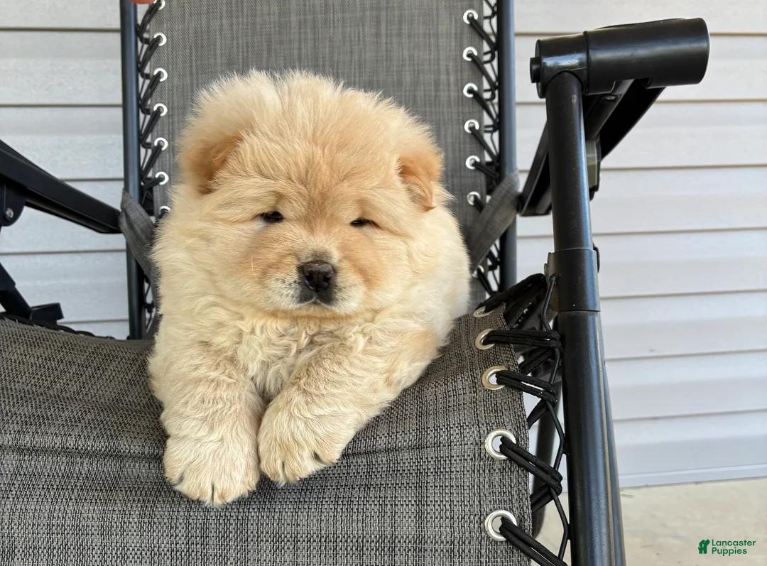Chow Chow dogs for sale: Hunter - Ad 1
