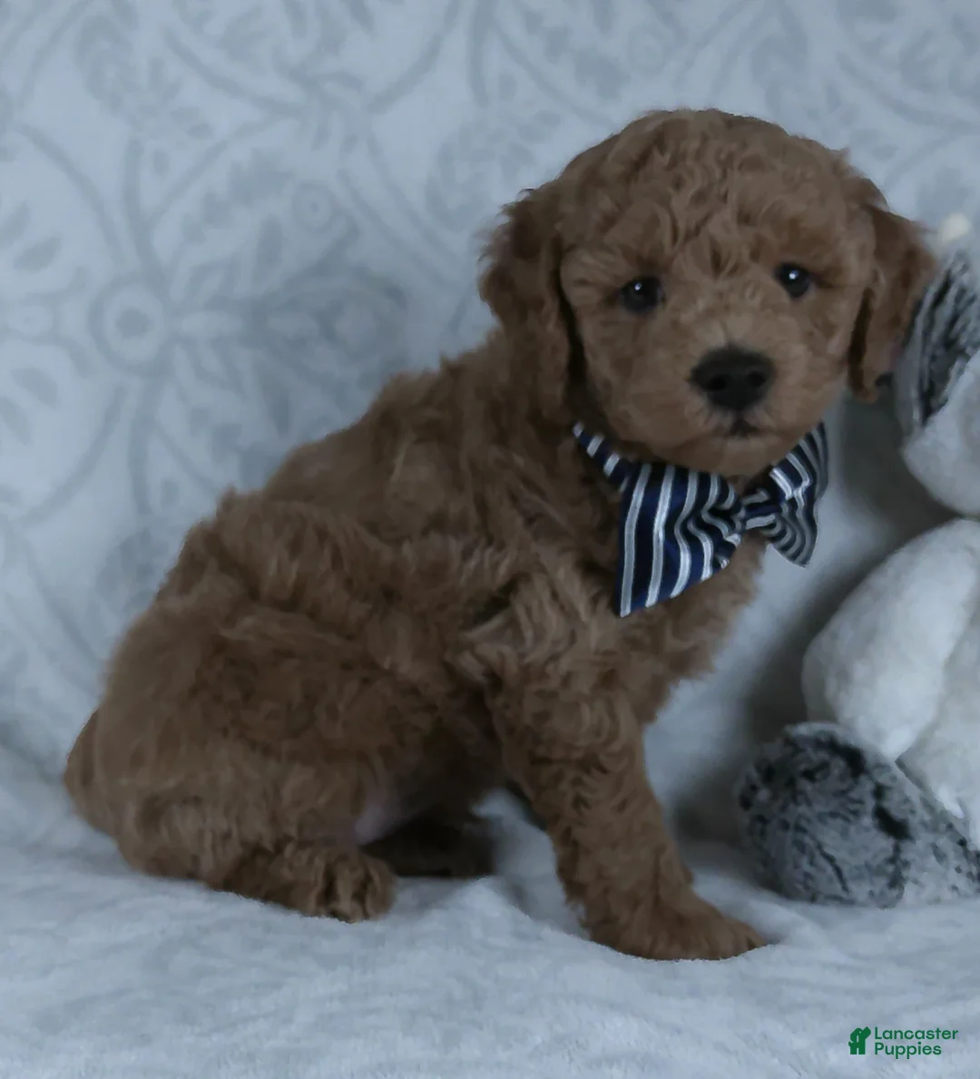Mini Goldendoodle dogs for sale: Leo - Ad 2