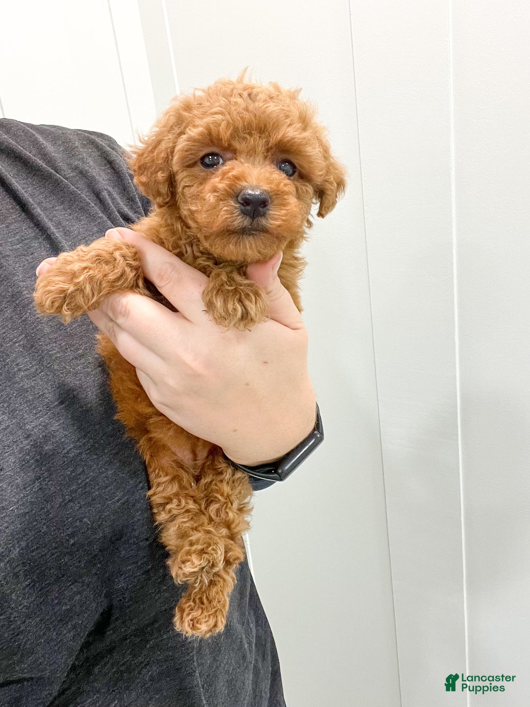 Toy Poodle dogs for sale: Honey - Ad 6