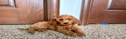 Cockapoo dogs for sale: Cockapoo male 1 - Ad 6