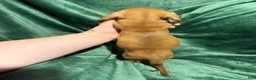 Miniature Dachshund dogs for sale: Jade - Ad 3