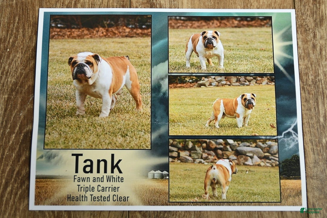 English Bulldog dogs for sale: Canyon  - Ad 5