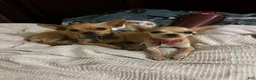 Chihuahua dogs for sale: Chihuahua Puppy 1 - Ad 10