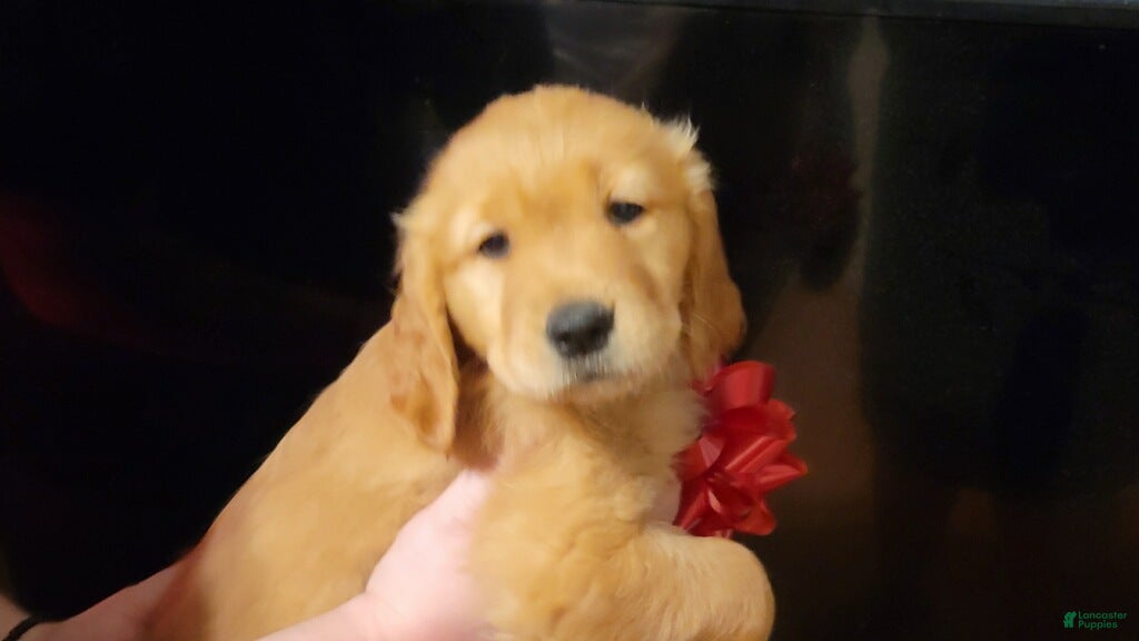 Golden Retriever dogs Golden Retriever Puppy 3 - Ad 10