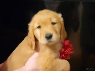 Golden Retriever dogs Golden Retriever Puppy 3 - Ad 10