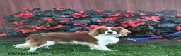 Cavalier King Charles Spaniel dogs for sale: Jasper - Ad 7