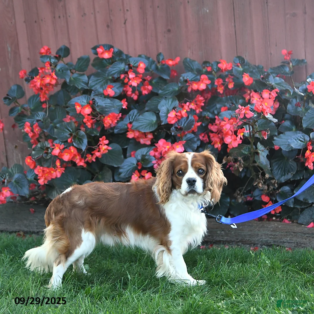 Cavalier King Charles Spaniel dogs for sale: Jasper - Ad 7