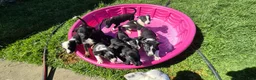 Mixed Breed dogs for sale: Mixed Breed 8 - Ad 1