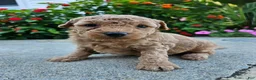 Bichpoo dogs for sale: Waffle - Ad 4