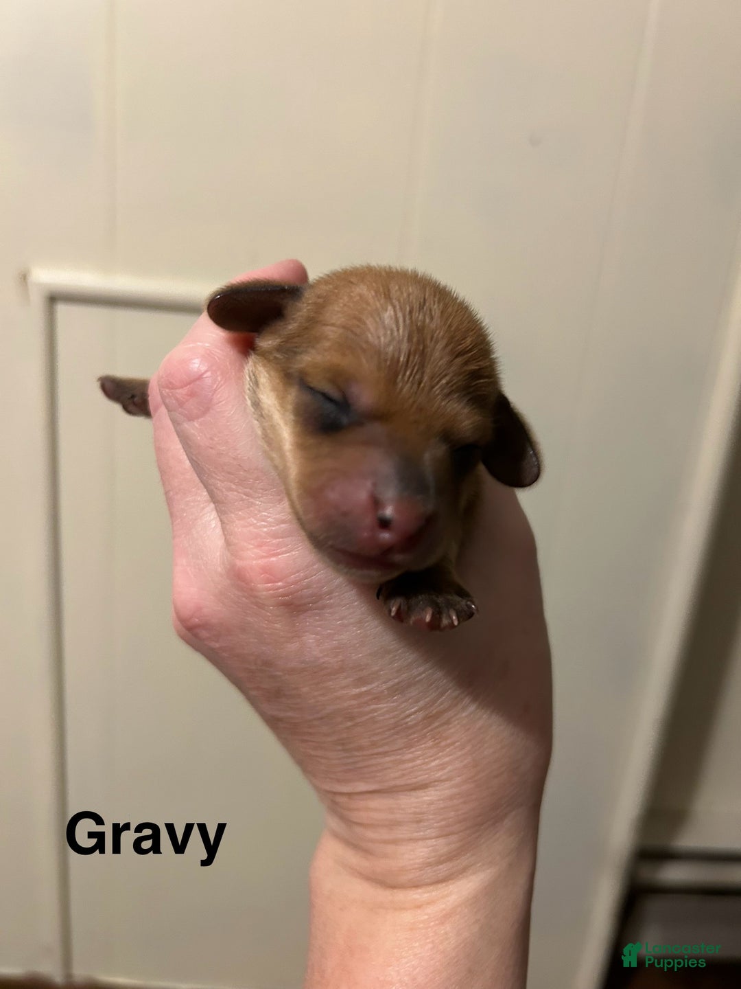 Miniature Dachshund dogs for sale: Miniature Dachshund litter  - Ad 2