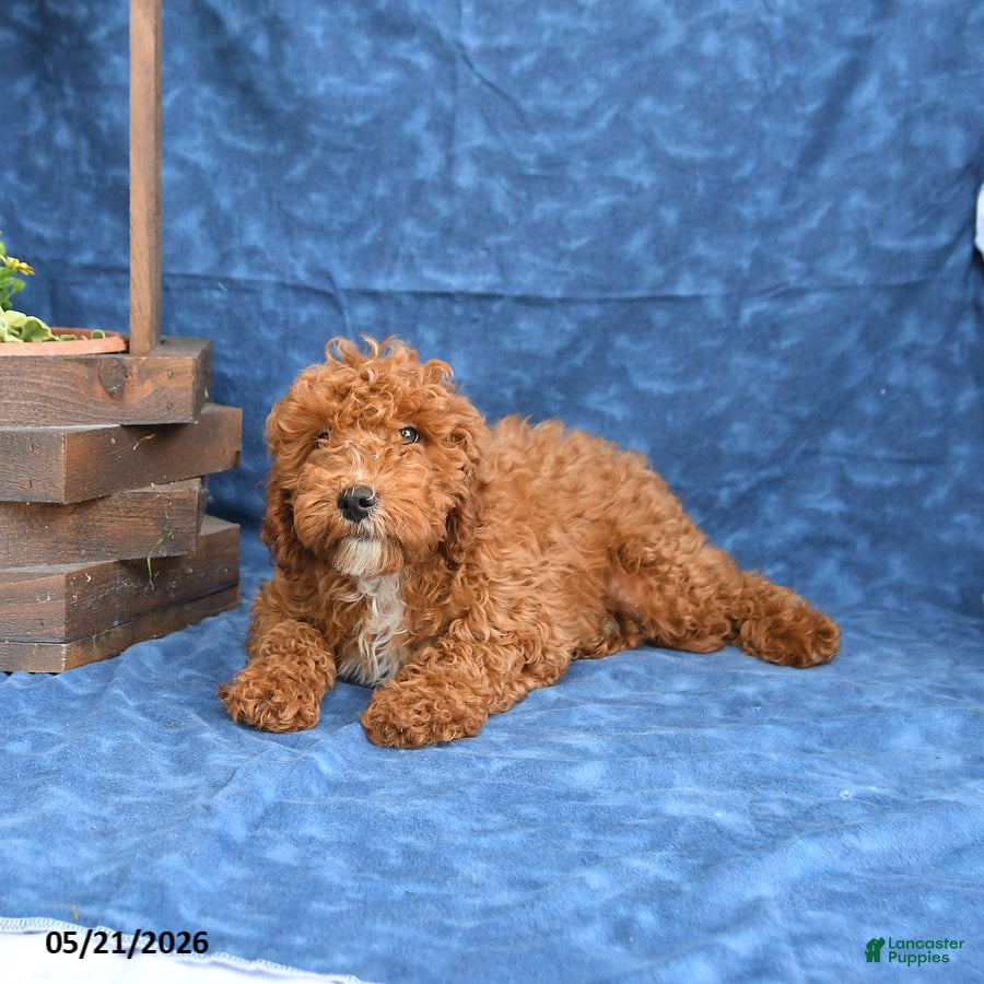 Mini Goldendoodle dogs for sale: Bingo - Ad 5
