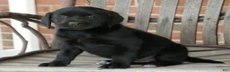 Labrador Retriever dogs for sale: Bonnie - Ad 6