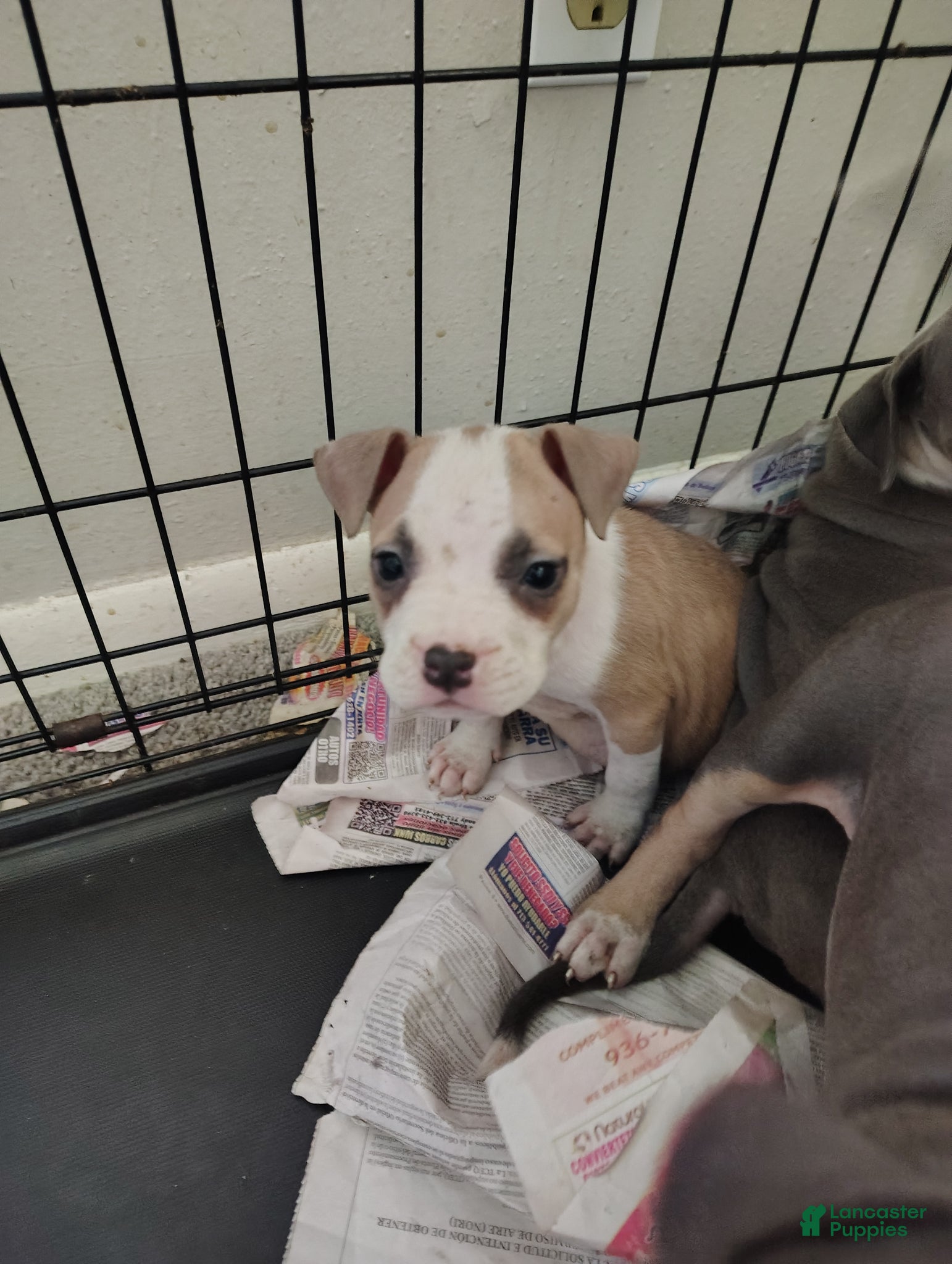 American Pit Bull Terrier dogs American Pit Bull Terrier Puppy 1 - Ad 3