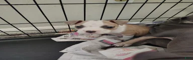 American Pit Bull Terrier Puppy 1