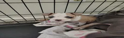 American Pit Bull Terrier dogs for sale: American Pit Bull Terrier Puppy 1 - Ad 1