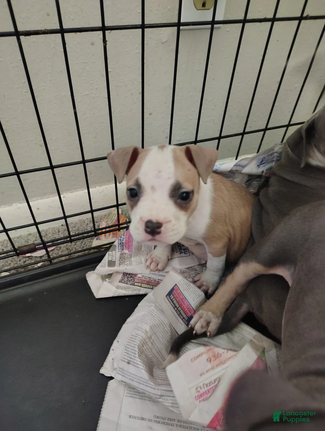 American Pit Bull Terrier dogs for sale: American Pit Bull Terrier Puppy 1 - Ad 1