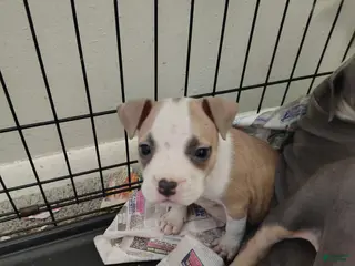 American Pit Bull Terrier dogs American Pit Bull Terrier Puppy 1 - Ad 3