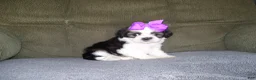 Shih Tzu dogs for sale: Gloria - Ad 4