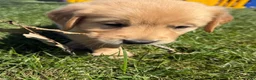 Golden Retriever dogs for sale: Pink Collar  - Ad 4