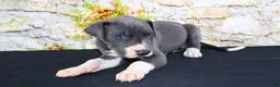 Great Dane dogs for sale: Slate - Ad 12
