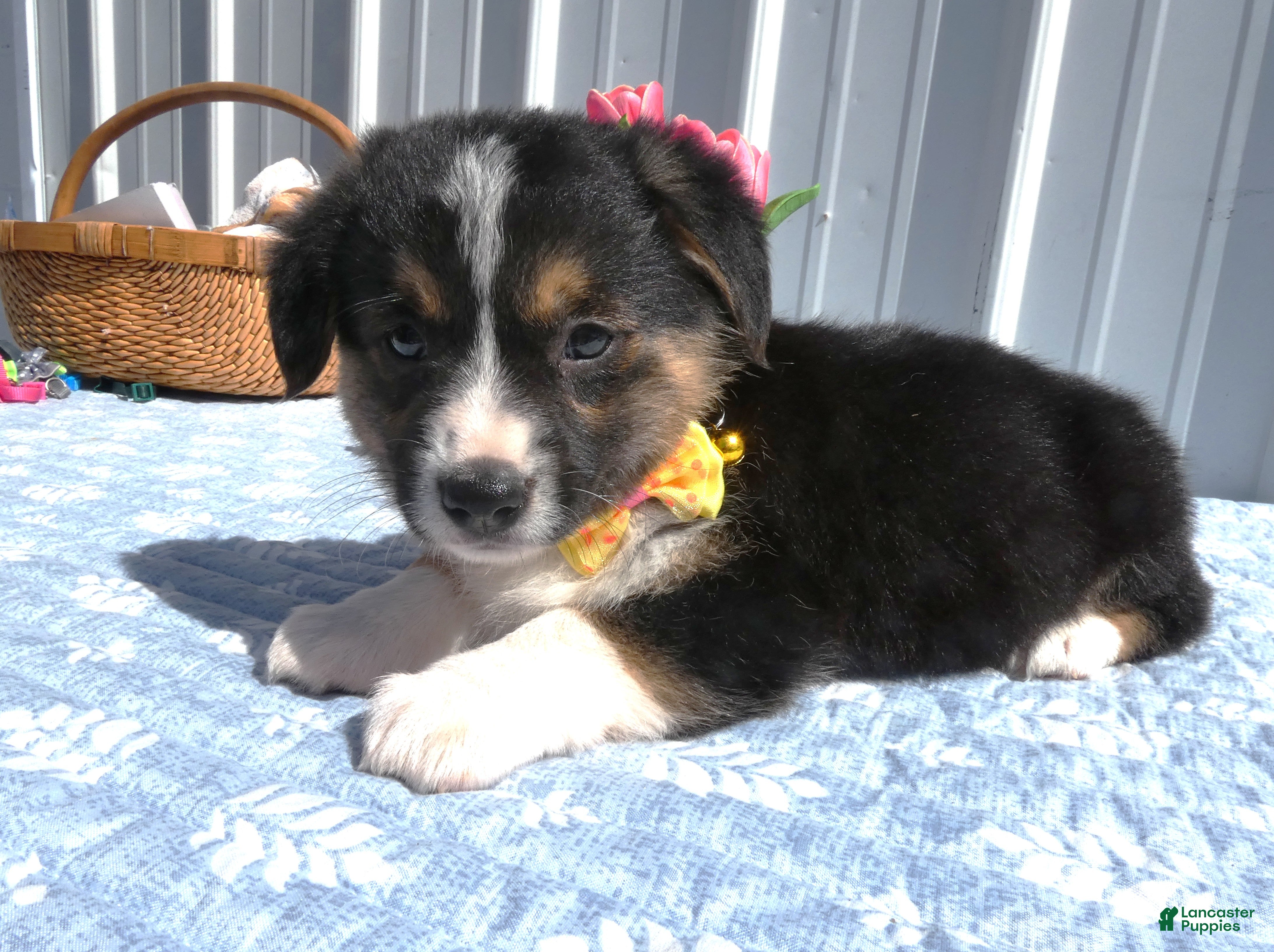 Welsh Corgi Pembroke dogs Welsh Corgi Pembroke Puppy 4 Lara - Ad 5