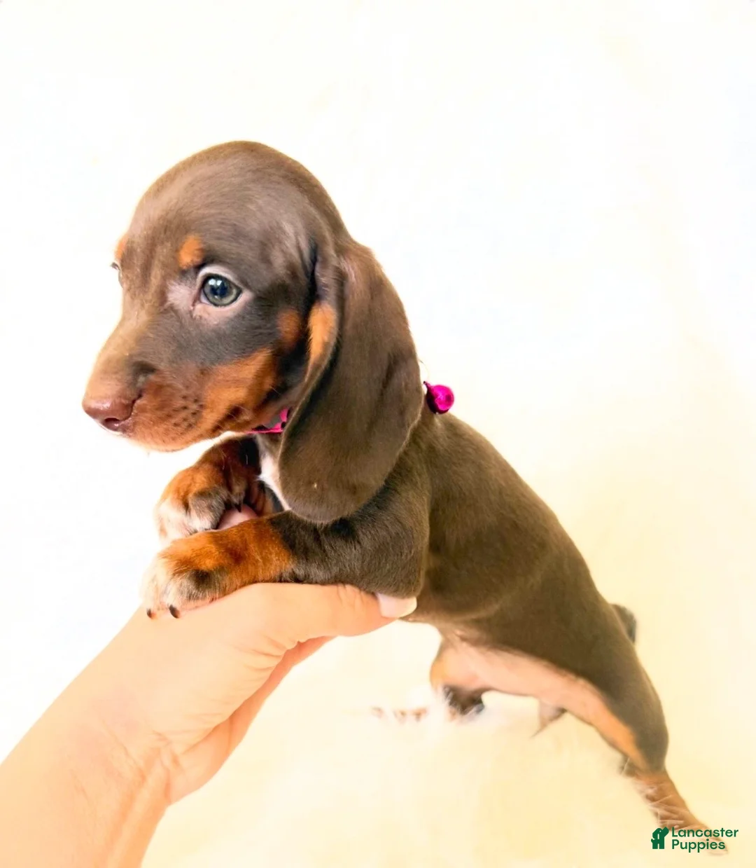 Miniature Dachshund dogs for sale: AKC Daisy - Ad 2