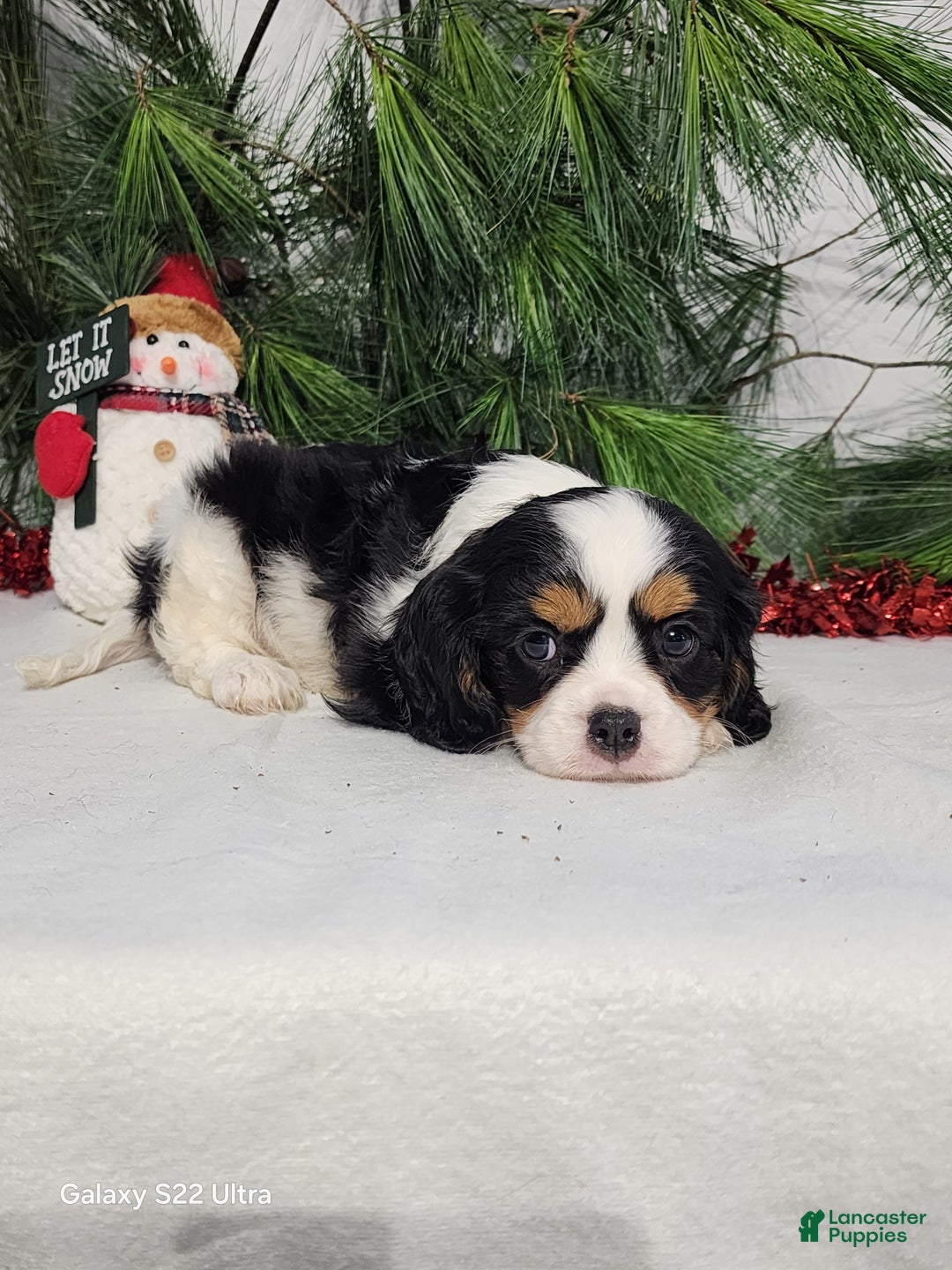 Cavalier King Charles Spaniel dogs for sale: Jack - Ad 7