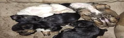 Mixed Breed dogs for sale: Mixed Breed 4 - Ad 3