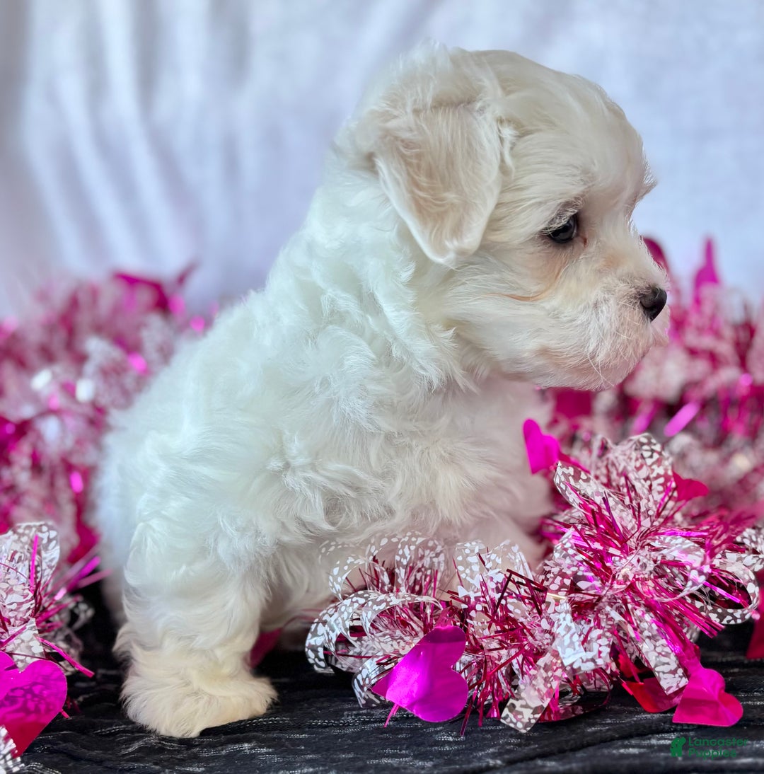 Maltese dogs for sale: Cara - Ad 9