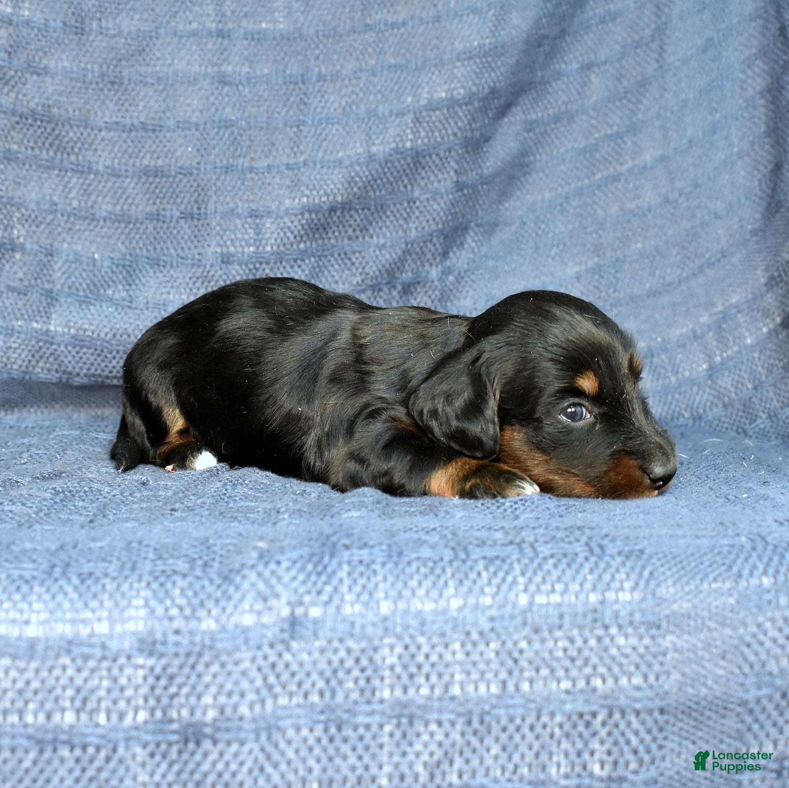 Miniature Dachshund dogs Mocha - Ad 2