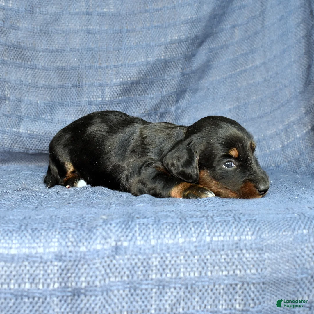 Miniature Dachshund dogs for sale: Mocha - Ad 2