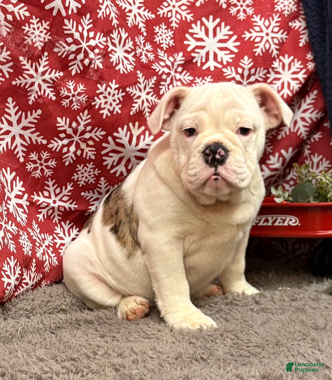 English Bulldog dogs for sale: Nadia - Ad 4