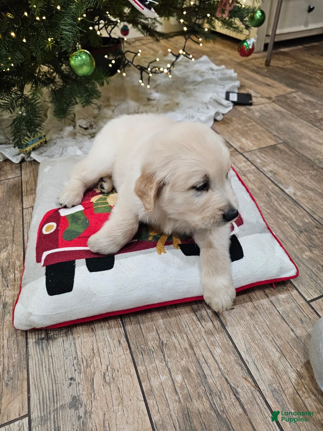 Golden Retriever dogs for sale: Golden Retriever Puppy 4 - Ad 78