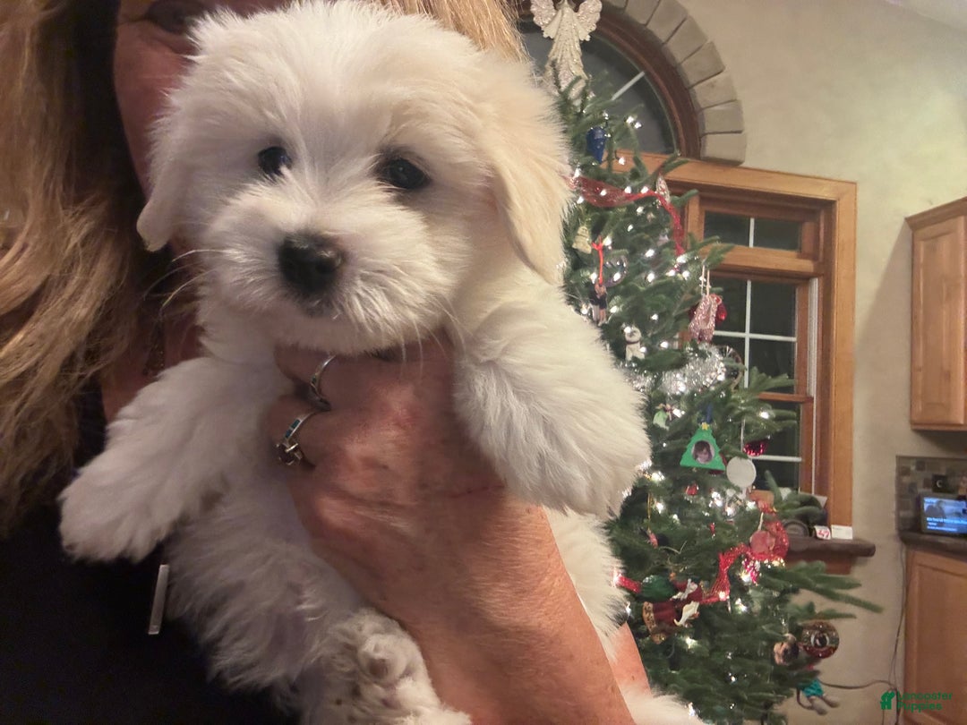Coton De Tulear dogs for sale: Coton De Tulear Puppy 4 Eison - Ad 5