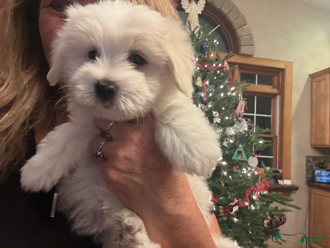 Coton De Tulear dogs for sale: Coton De Tulear Puppy 4 Eison - Ad 5