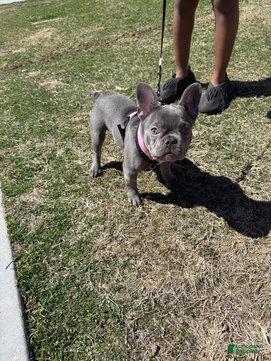 French Bulldog dogs for sale: French Bulldog Puppy 2 - Ad 2