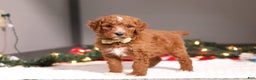Standard Poodle dogs for sale: Bluey - Ad 5