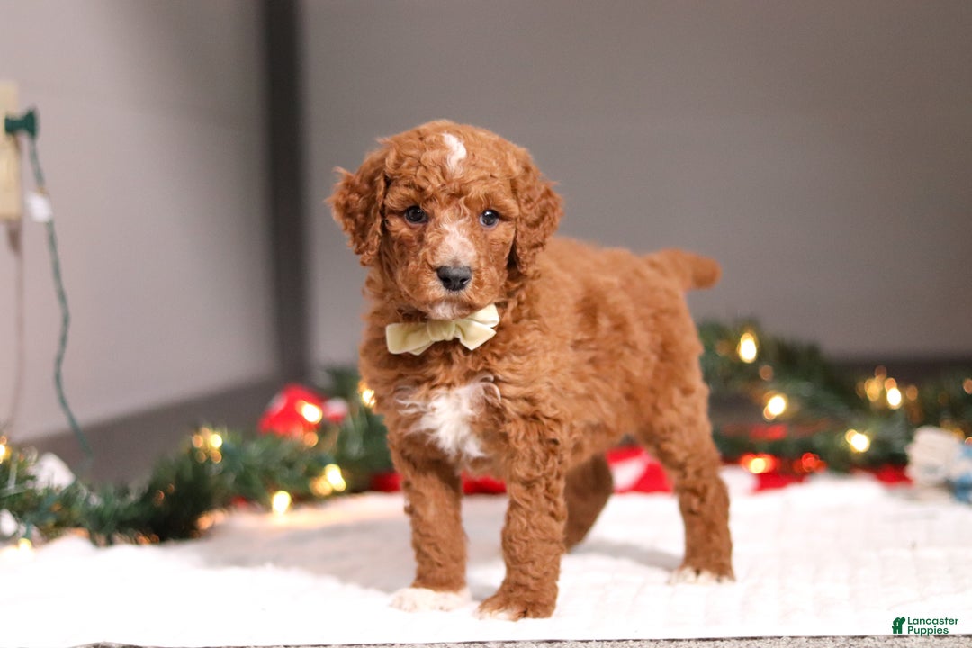 Standard Poodle dogs for sale: Bluey - Ad 5