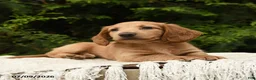 Miniature Dachshund dogs for sale: Hazel - Ad 5