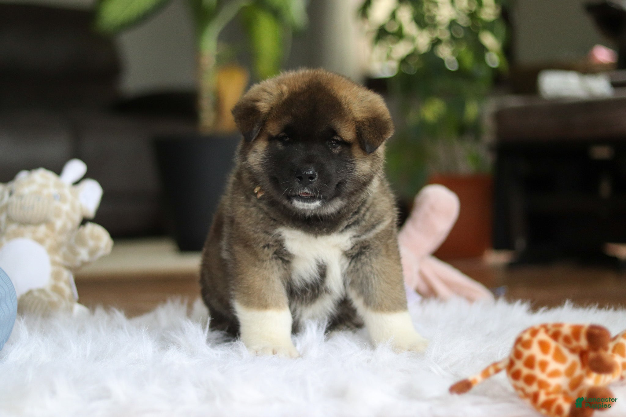 Akita dogs for sale: Omen  - Ad 4